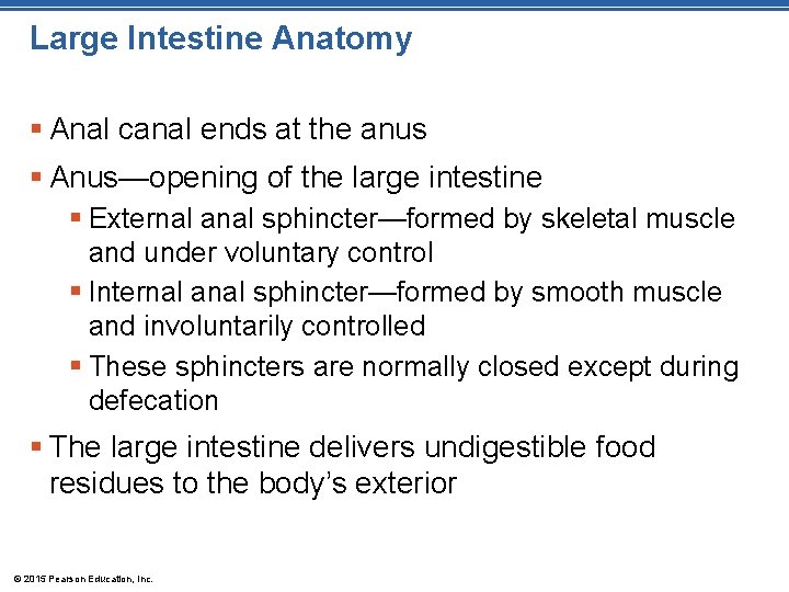 Large Intestine Anatomy § Anal canal ends at the anus § Anus—opening of the