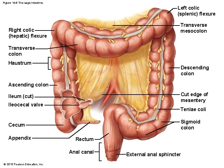 Figure 14. 8 The large intestine. Left colic (splenic) flexure Transverse mesocolon Right colic