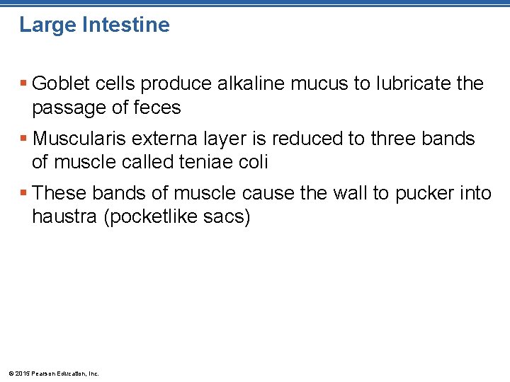 Large Intestine § Goblet cells produce alkaline mucus to lubricate the passage of feces