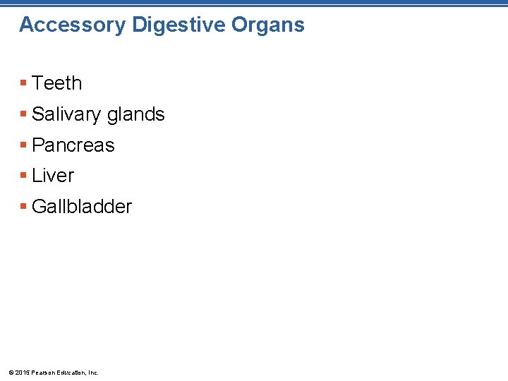 Accessory Digestive Organs § Teeth § Salivary glands § Pancreas § Liver § Gallbladder