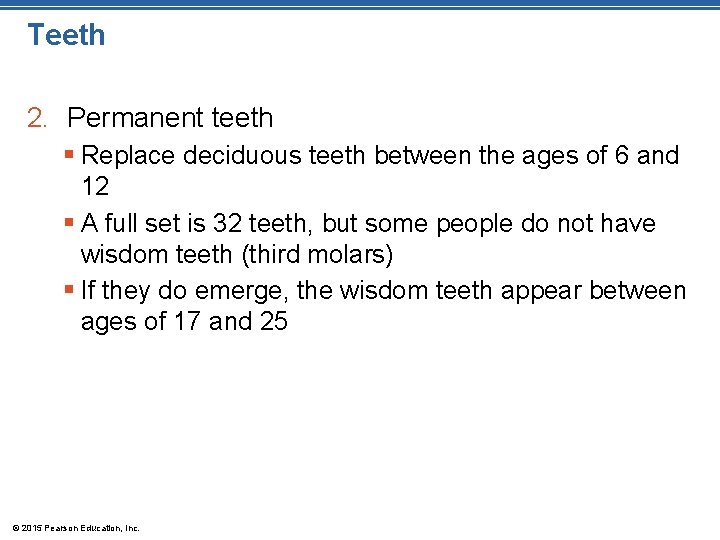 Teeth 2. Permanent teeth § Replace deciduous teeth between the ages of 6 and