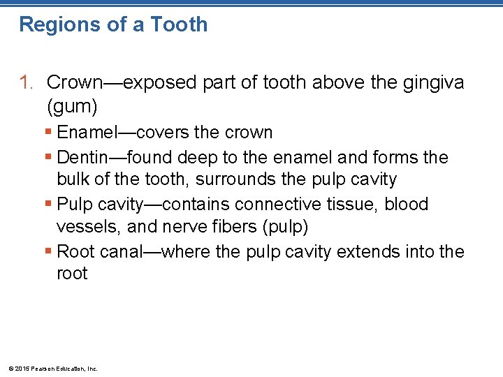 Regions of a Tooth 1. Crown—exposed part of tooth above the gingiva (gum) §
