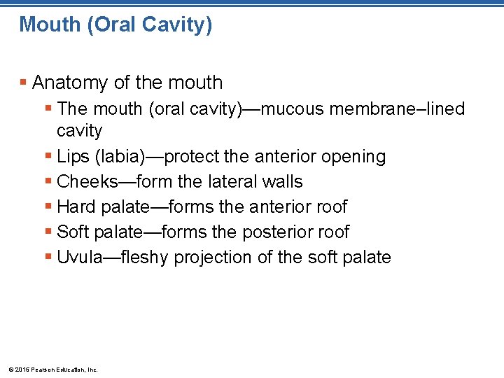 Mouth (Oral Cavity) § Anatomy of the mouth § The mouth (oral cavity)—mucous membrane–lined