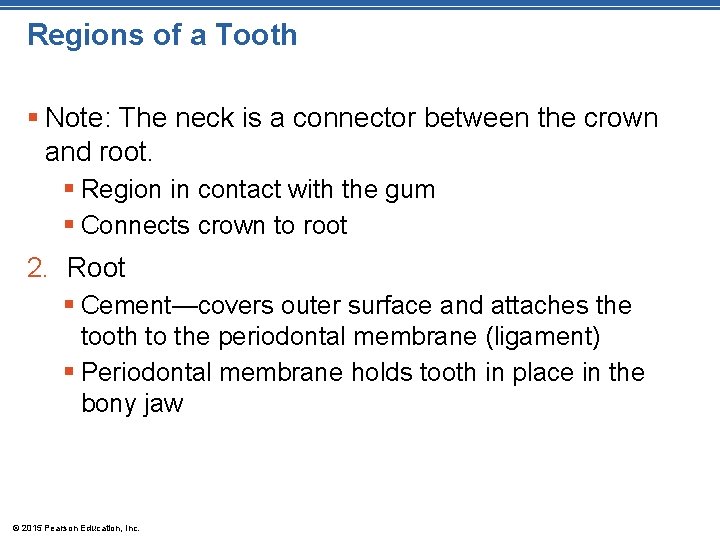 Regions of a Tooth § Note: The neck is a connector between the crown