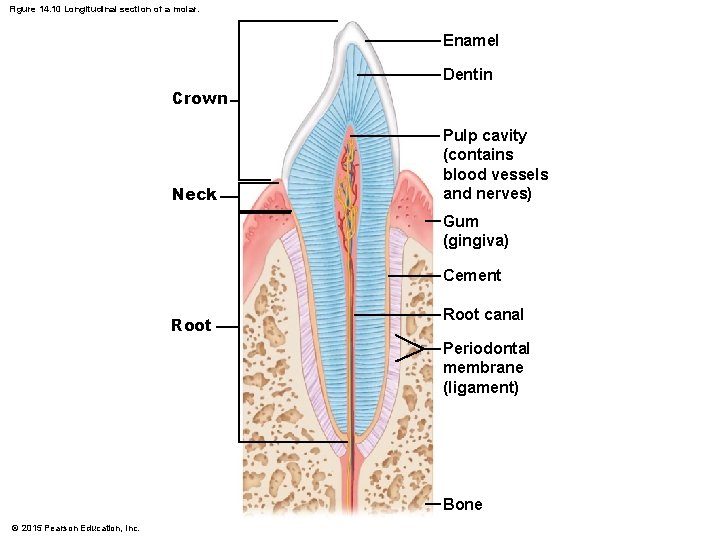 Figure 14. 10 Longitudinal section of a molar. Enamel Dentin Crown Neck Pulp cavity