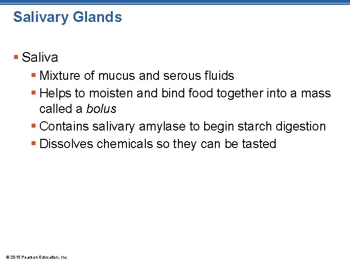 Salivary Glands § Saliva § Mixture of mucus and serous fluids § Helps to