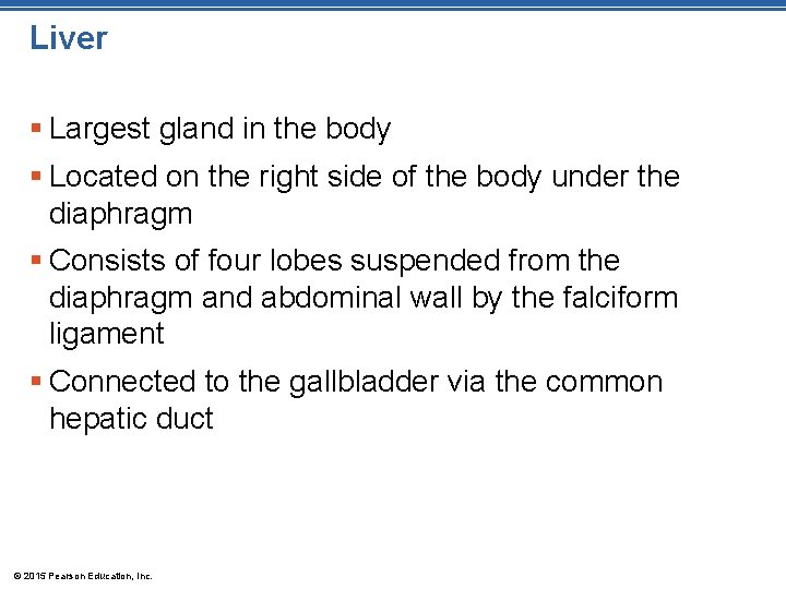 Liver § Largest gland in the body § Located on the right side of