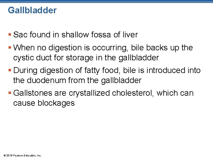 Gallbladder § Sac found in shallow fossa of liver § When no digestion is
