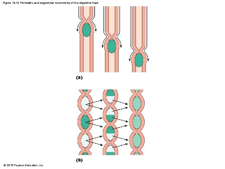 Figure 14. 12 Peristaltic and segmental movements of the digestive tract. (a) (b) ©