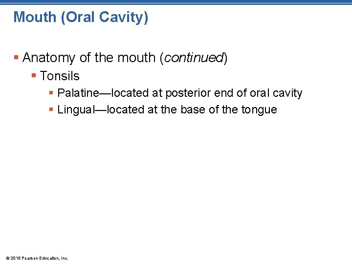 Mouth (Oral Cavity) § Anatomy of the mouth (continued) § Tonsils § Palatine—located at