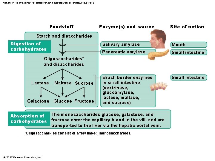 Figure 14. 13 Flowchart of digestion and absorption of foodstuffs. (1 of 3) Foodstuff