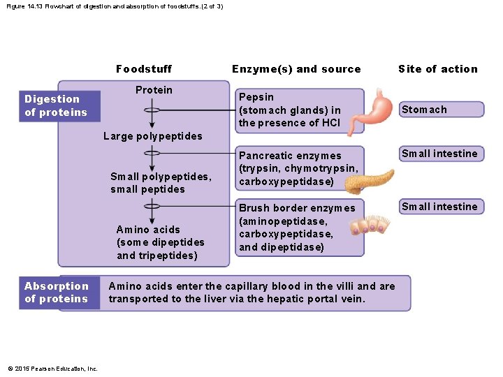 Figure 14. 13 Flowchart of digestion and absorption of foodstuffs. (2 of 3) Foodstuff
