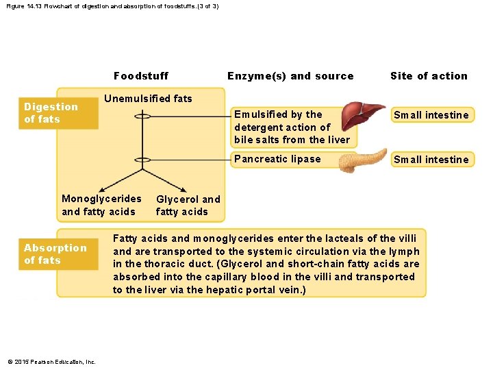 Figure 14. 13 Flowchart of digestion and absorption of foodstuffs. (3 of 3) Foodstuff