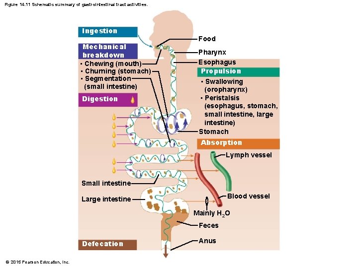 Figure 14. 11 Schematic summary of gastrointestinal tract activities. Ingestion Mechanical breakdown • Chewing