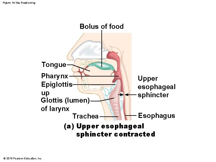 Figure 14. 14 a Swallowing. Bolus of food Tongue Pharynx Upper Epiglottis esophageal up