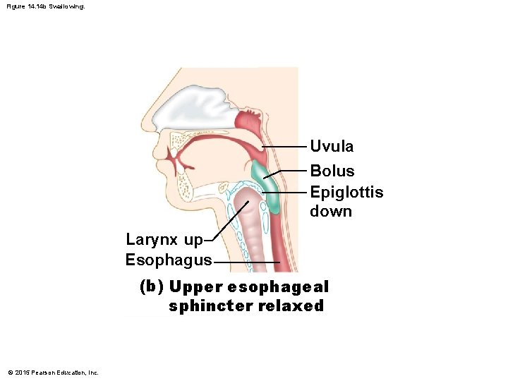 Figure 14. 14 b Swallowing. Uvula Bolus Epiglottis down Larynx up Esophagus (b) Upper