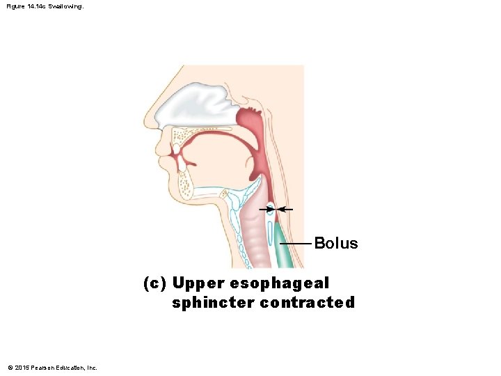 Figure 14. 14 c Swallowing. Bolus (c) Upper esophageal sphincter contracted © 2015 Pearson