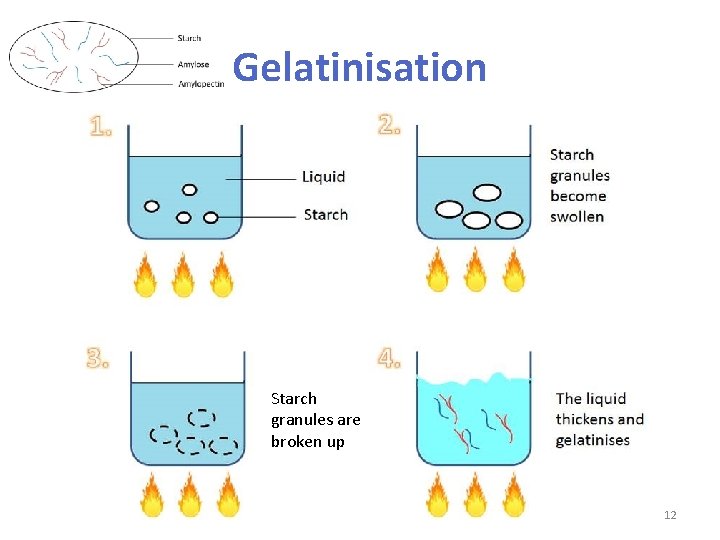 Gelatinisation Starch granules are broken up 12 
