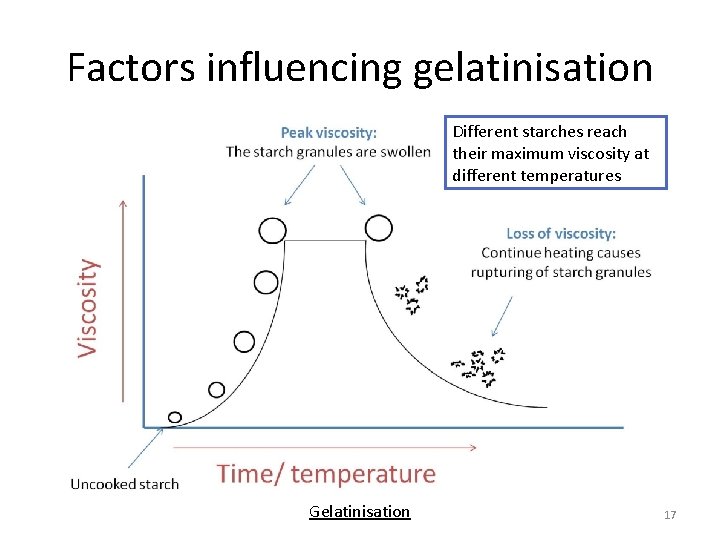 Factors influencing gelatinisation Different starches reach their maximum viscosity at different temperatures Gelatinisation 17
