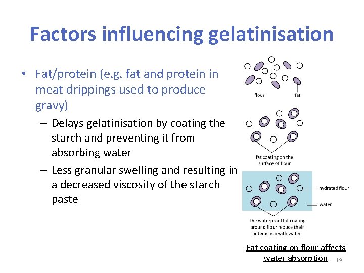 Factors influencing gelatinisation • Fat/protein (e. g. fat and protein in meat drippings used