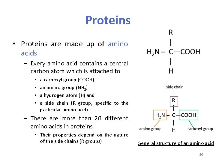 Proteins • Proteins are made up of amino acids – Every amino acid contains