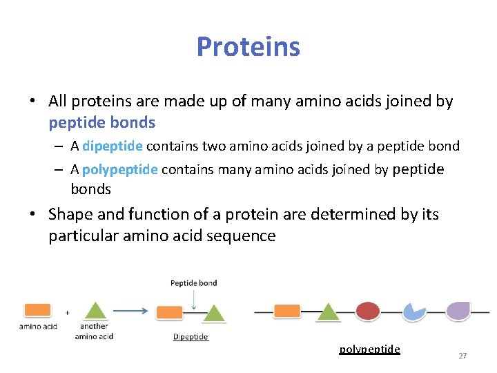 Proteins • All proteins are made up of many amino acids joined by peptide