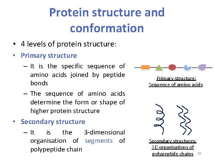 Protein structure and conformation • 4 levels of protein structure: • Primary structure –