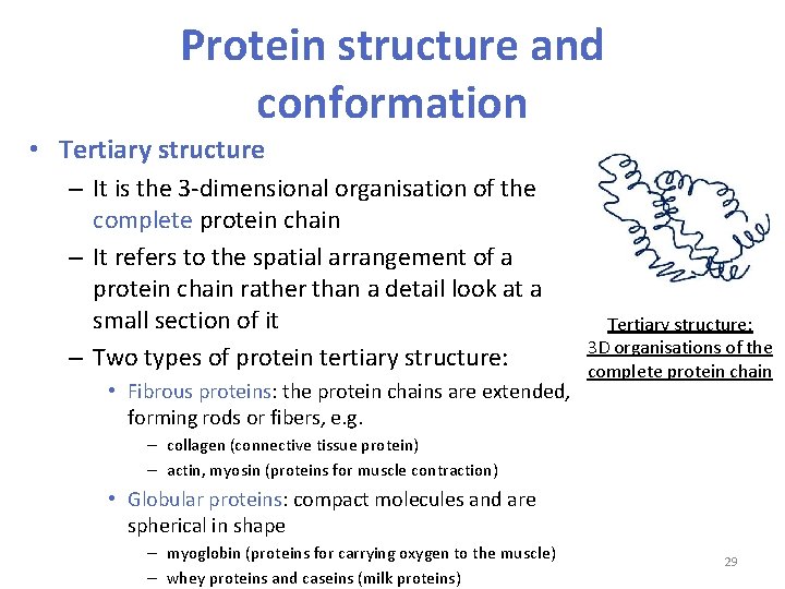 Protein structure and conformation • Tertiary structure – It is the 3 -dimensional organisation