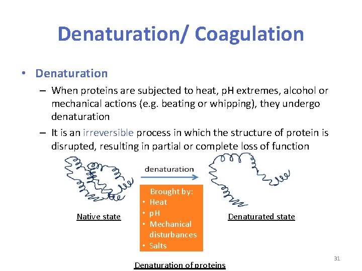 Denaturation/ Coagulation • Denaturation – When proteins are subjected to heat, p. H extremes,
