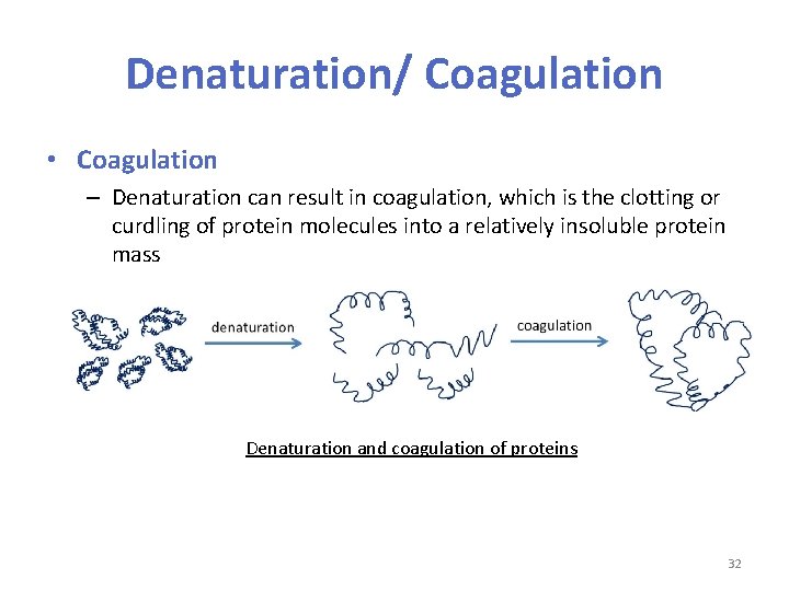 Denaturation/ Coagulation • Coagulation – Denaturation can result in coagulation, which is the clotting