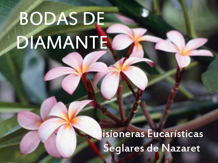 BODAS DE DIAMANTE Misioneras Eucarísticas Seglares de Nazaret 