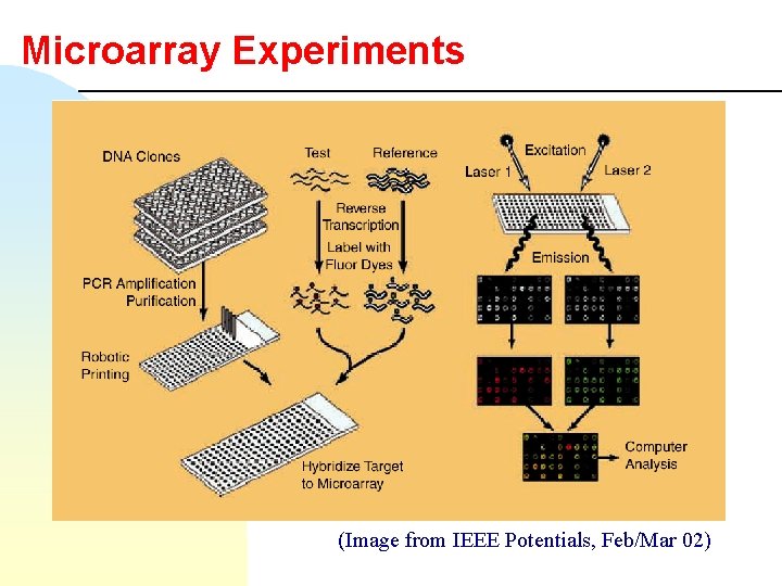 Microarray Experiments (Image from IEEE Potentials, Feb/Mar 02) 