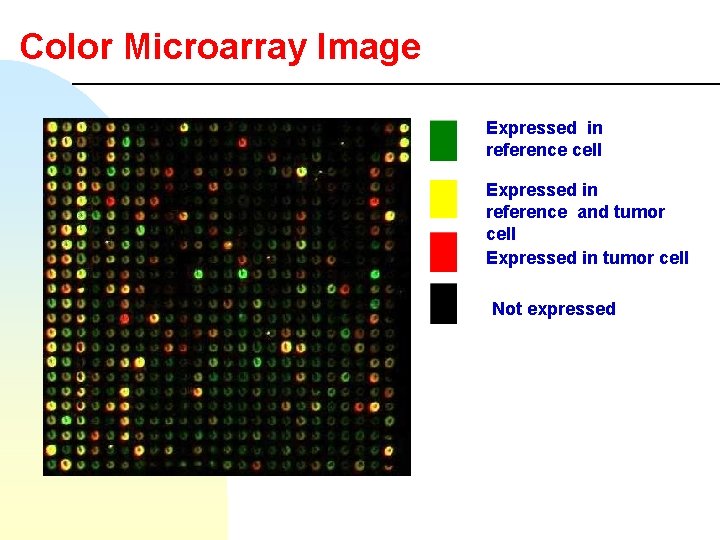 Color Microarray Image Expressed in reference cell Expressed in reference and tumor cell Expressed