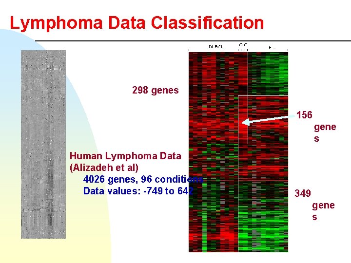 Lymphoma Data Classification 298 genes 156 gene s Human Lymphoma Data (Alizadeh et al)