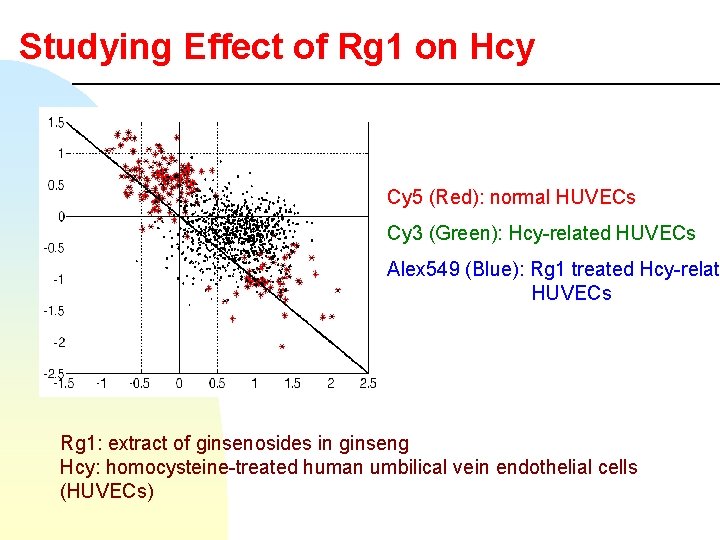 Studying Effect of Rg 1 on Hcy Cy 5 (Red): normal HUVECs Cy 3