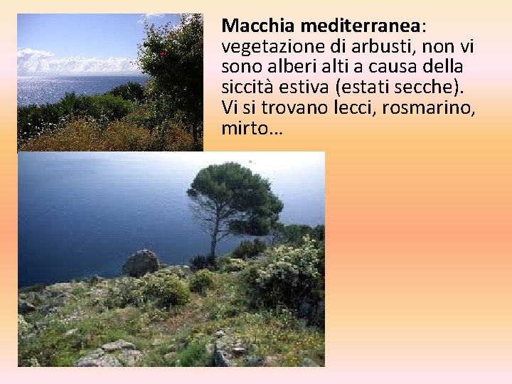 Macchia mediterranea: vegetazione di arbusti, non vi sono alberi alti a causa della siccità Macchia mediterranea: vegetazione di arbusti, non vi sono alberi alti a causa della siccità