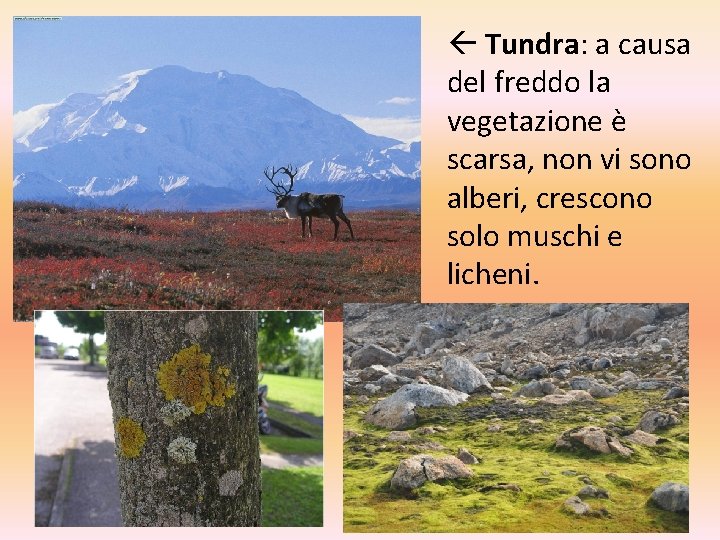 Tundra: a causa del freddo la vegetazione è scarsa, non vi sono alberi, Tundra: a causa del freddo la vegetazione è scarsa, non vi sono alberi,