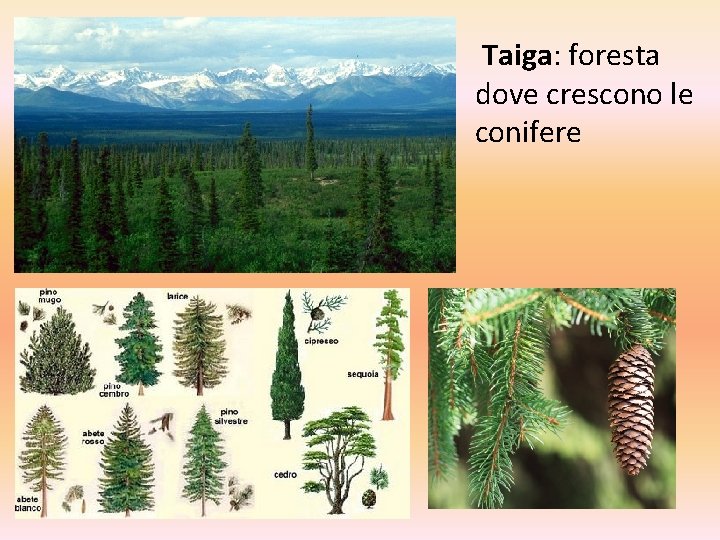 Taiga: foresta dove crescono le conifere Taiga: foresta dove crescono le conifere