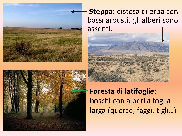 Steppa: distesa di erba con bassi arbusti, gli alberi sono assenti. Foresta di Steppa: distesa di erba con bassi arbusti, gli alberi sono assenti. Foresta di