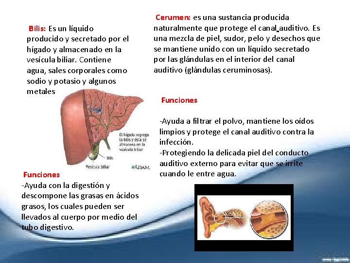  Bilis: Es un líquido producido y secretado por el hígado y almacenado en