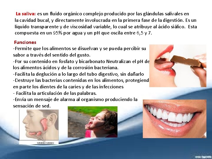  La saliva: es un fluido orgánico complejo producido por las glándulas salivales en