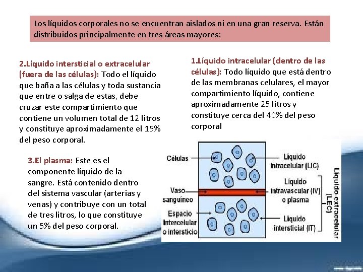 Los líquidos corporales no se encuentran aislados ni en una gran reserva. Están distribuidos