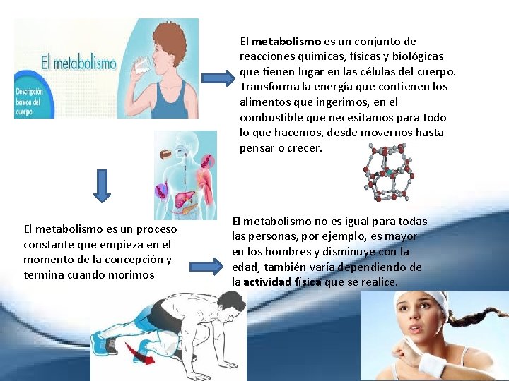 El metabolismo es un conjunto de reacciones químicas, físicas y biológicas que tienen lugar