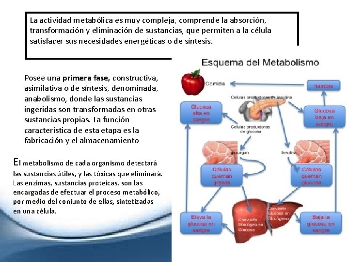 La actividad metabólica es muy compleja, comprende la absorción, transformación y eliminación de sustancias,