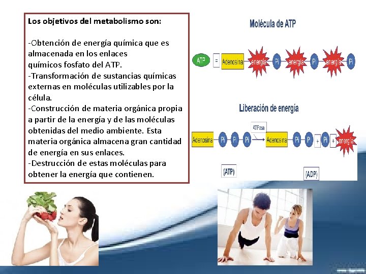 Los objetivos del metabolismo son: -Obtención de energía química que es almacenada en los