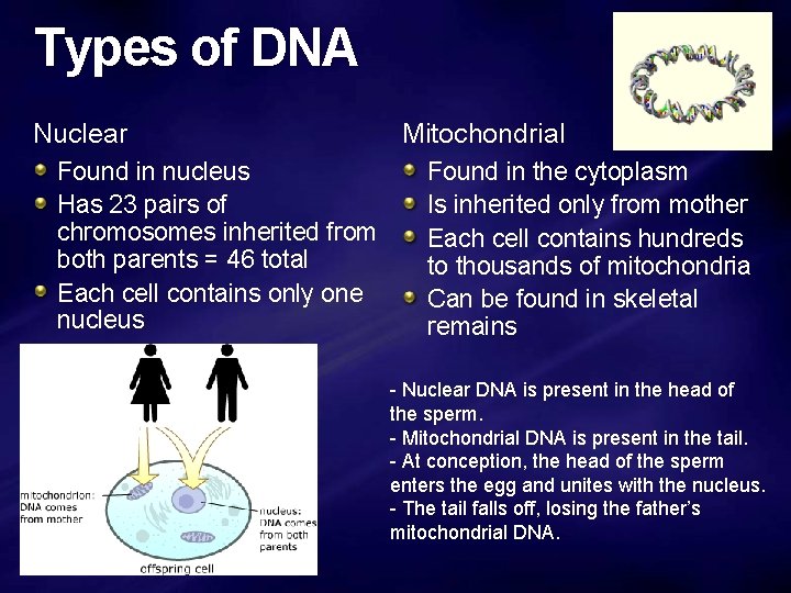 Types of DNA Nuclear Found in nucleus Has 23 pairs of chromosomes inherited from