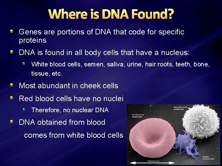 Where is DNA Found? Genes are portions of DNA that code for specific proteins