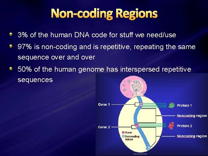 Non-coding Regions 3% of the human DNA code for stuff we need/use 97% is