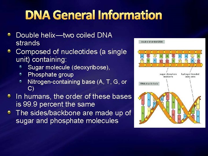 DNA General Information Double helix—two coiled DNA strands Composed of nucleotides (a single unit)