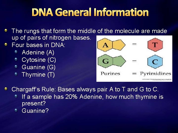 DNA General Information The rungs that form the middle of the molecule are made
